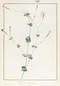 Silene Chloraefolia, 1810